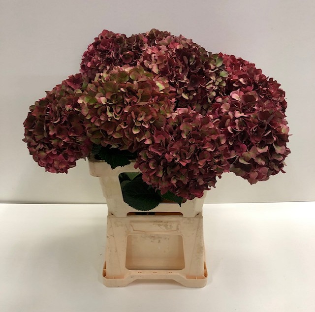 Hydrangea mag ruby red classic.jpg